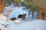 Niedźwiedź brunatny, Ursus arctos, samica z młodym