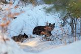 Niedźwiedź brunatny, Ursus arctos, samica z młodym