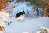 Niedźwiedź brunatny, Ursus arctos, samica