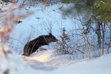 Niedźwiedź brunatny, Ursus arctos, samica