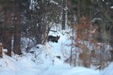 Niedźwiedź brunatny, Ursus arctos, samica