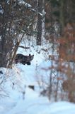 Niedźwiedź brunatny, Ursus arctos, samica