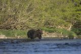 Niedźwiedź brunatny, Ursus arctos