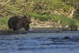 Niedźwiedź brunatny, Ursus arctos