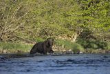 Niedźwiedź brunatny, Ursus arctos