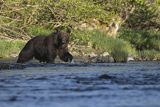 Niedźwiedź brunatny, Ursus arctos