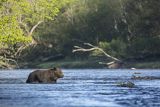 Niedźwiedź brunatny, Ursus arctos