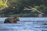 Niedźwiedź brunatny, Ursus arctos