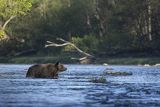 Niedźwiedź brunatny, Ursus arctos