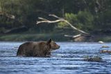 Niedźwiedź brunatny, Ursus arctos