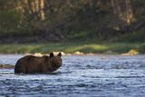 Niedźwiedź brunatny, Ursus arctos