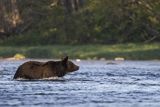 Niedźwiedź brunatny, Ursus arctos