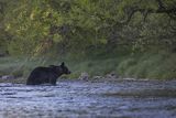 Niedźwiedź brunatny, Ursus arctos