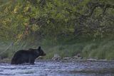 Niedźwiedź brunatny, Ursus arctos