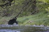 Niedźwiedź brunatny, Ursus arctos