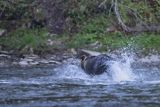 Niedźwiedź brunatny, Ursus arctos