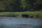 Niedźwiedź brunatny, Ursus arctos