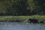 Niedźwiedź brunatny, Ursus arctos