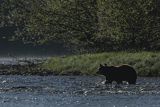 Niedźwiedź brunatny, Ursus arctos