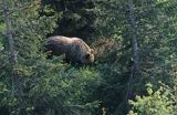 Niedźwiedź brunatny Ursus arctos) w Tatrach, Polska