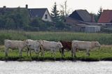 krowy w cieśninie Peene - Piana, Niemcy