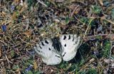 Niepylak Apollo, Parnassius apollo