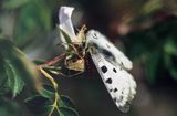 Niepylak Apollo, Parnassius apollo