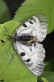 Niepylak mnemozyna, Parnassius mnemosyne, samica