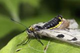 Niepylak mnemozyna, Parnassius mnemosyne, samica