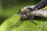 Niepylak mnemozyna, Parnassius mnemosyne, samica