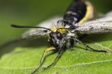 Niepylak mnemozyna, Parnassius mnemosyne, samica