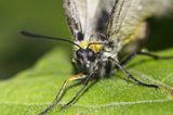 Niepylak mnemozyna, Parnassius mnemosyne, samica