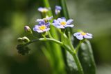 Niezapominajka, Myosotis