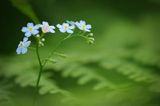 Niezapominajka, Myosotis