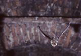 nocek duży Myotis myotis) w locie