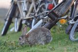 Królik europejski, królik dziki, Oryctolagus cuniculus w Norderney na wyspie Norderney, Wyspy Wschodnio-Fryzyjskie, Waddenzee, Niemcy