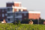 Królik europejski, królik dziki, Oryctolagus cuniculus w Norderney na wyspie Norderney, Wyspy Wschodnio-Fryzyjskie, Waddenzee, Niemcy