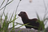 norka amerykańska Mustela vison