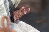 norka amerykańska, Mustela vison, Neovison vison