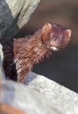 norka amerykańska, Mustela vison