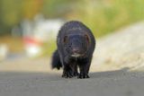 Norka amerykańska, Mustela vison, Neovison vison