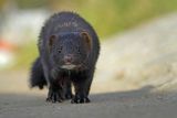 Norka amerykańska, Mustela vison, Neovison vison