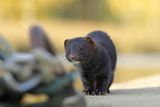 Norka amerykańska, Mustela vison, Neovison vison