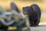 Norka amerykańska, Mustela vison, Neovison vison