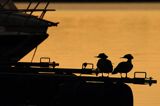 tracz nurogęś Mergus merganser, para