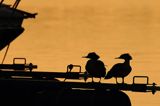 tracz nurogęś Mergus merganser, para