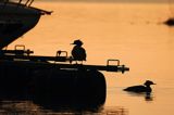tracz nurogęś Mergus merganser, para