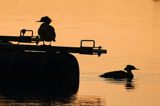 tracz nurogęś Mergus merganser, para