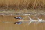 tracz nurogęś Mergus merganser, samiec