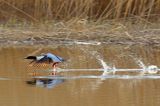 tracz nurogęś Mergus merganser, samiec